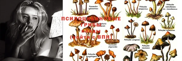 прущие грибы Баксан